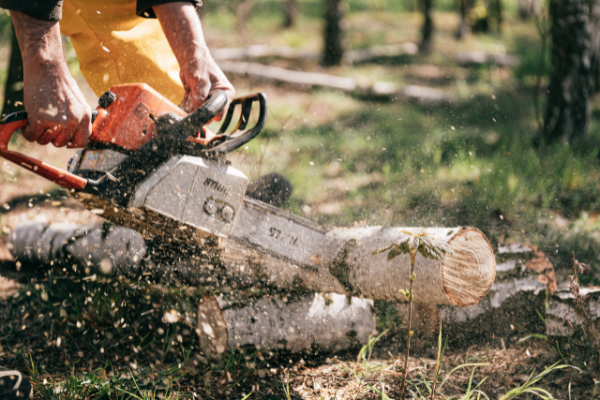 Chainsaw cutting a tree